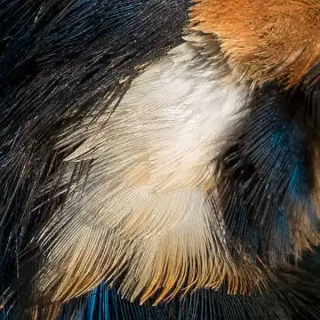 BORG89EDで撮影した写した野鳥・カワセミの白い羽毛の写真画像