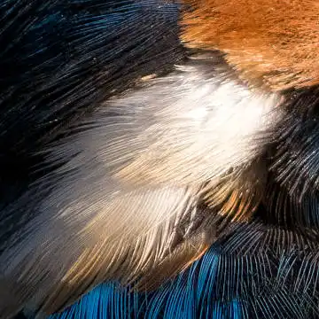 BORG89EDで撮影した写した野鳥・カワセミの白い羽毛の写真画像