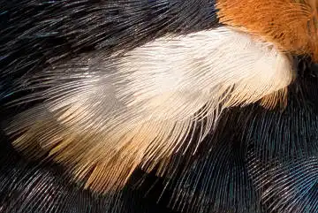 BORG89EDで撮影した写した野鳥・カワセミの白い羽毛の写真画像