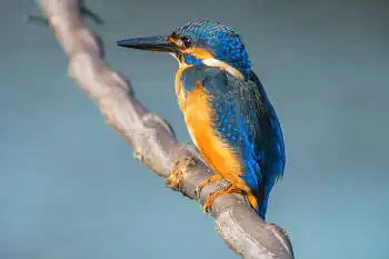 BORG89EDで撮影した写した野鳥・カワセミの写真画像