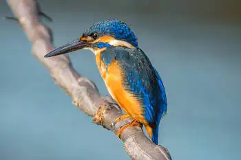 BORG89EDで撮影した写した野鳥・カワセミの写真画像