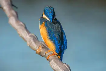 BORG89EDで撮影した写した野鳥・カワセミの写真画像