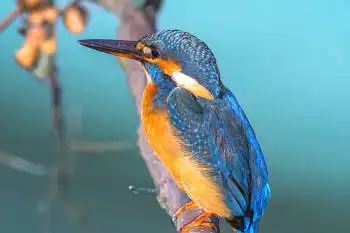 BORG89EDで撮影した写した野鳥・カワセミの写真画像