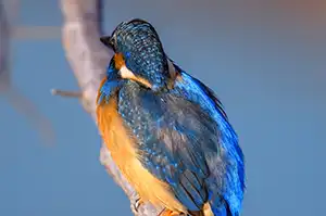 BORG89EDで撮影した写した野鳥・カワセミの写真画像