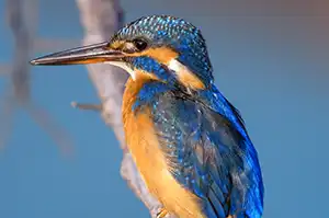 BORG89EDで撮影した写した野鳥・カワセミの写真画像