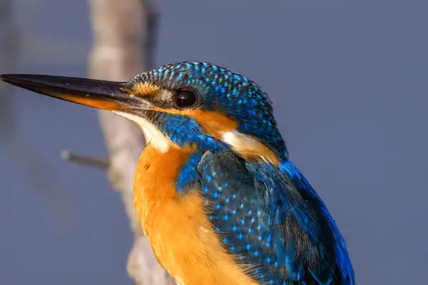 BORG89EDで撮影した写した野鳥・カワセミの写真画像