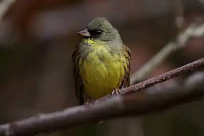 BORG89EDで撮影した写した野鳥・アオジの写真画像