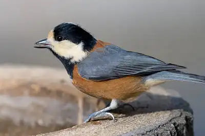 BORG89EDで撮影した写した野鳥・ヤマガラの写真画像