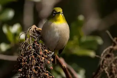 BORG89EDで撮影した写した野鳥・メジロの写真画像