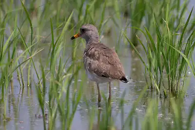 BORG89EDで撮影した写した野鳥・ケリの写真画像