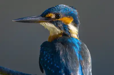 BORG89EDで撮影した写した野鳥・カワセミの写真画像