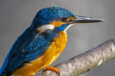 BORG89EDで撮影した写した野鳥・カワセミの写真画像