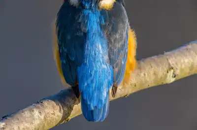 BORG89EDで撮影した写した野鳥・カワセミの写真画像