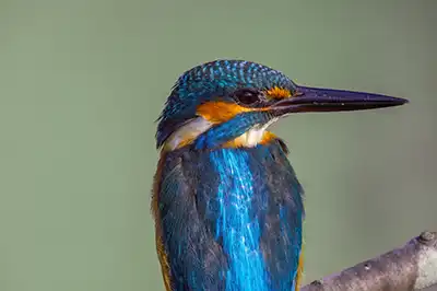 BORG89EDで撮影した写した野鳥・カワセミの写真画像