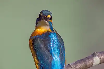 BORG89EDで撮影した写した野鳥・カワセミの写真画像