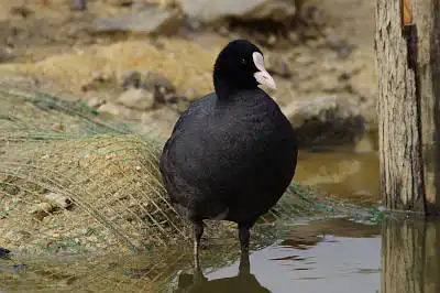 BORG89EDで撮影した写した野鳥・オオバンの写真画像
