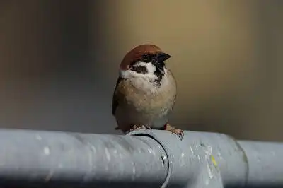 BORG89EDで撮影した写した野鳥・スズメの写真画像