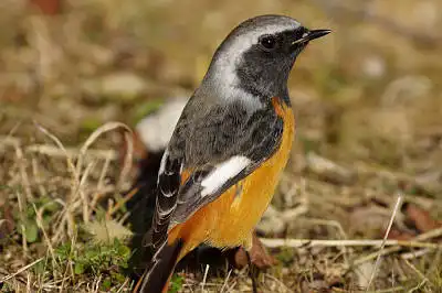 BORG89EDで撮影した写した野鳥・ジョウビタキの写真画像