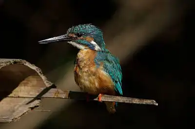 BORG89EDで撮影した写した野鳥・カワセミの写真画像