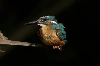 BORG89EDで撮影した写した野鳥・カワセミの写真画像