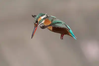 BORG89EDユーザー作品、BORG89EDで撮影した撮影した野鳥・カワセミの写真画像