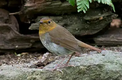 BORG89EDユーザー作品、BORG89EDで撮影した撮影した野鳥・コマドリの写真画像