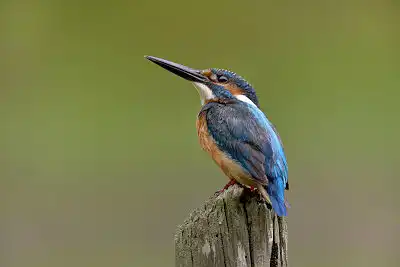 BORG89EDユーザー作品、BORG89EDで撮影した撮影した野鳥・カワセミの写真画像