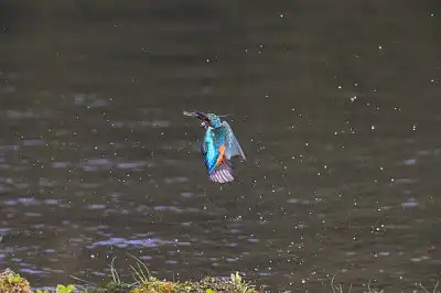 BORG89EDユーザー作品、BORG89EDで撮影した撮影した野鳥・カワセミの写真画像
