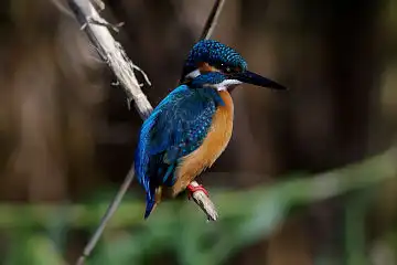 AFボーグ BORG101EDで撮影した野鳥・カワセミの写真画像