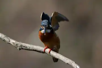 AFボーグ BORG101EDで撮影した野鳥・カワセミの写真画像