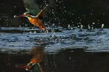 AFボーグ BORG101EDで撮影した野鳥・カワセミの写真画像