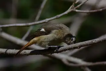 AFボーグ BORG101EDで撮影した野鳥・ジョウビタキの写真画像