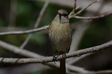 AFボーグ BORG101EDで撮影した野鳥・ジョウビタキの写真画像