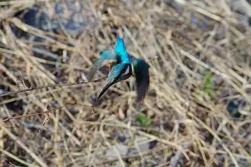 AFボーグ BORG101EDで撮影した野鳥・カワセミの写真画像