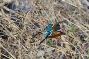 AFボーグ BORG101EDで撮影した野鳥・カワセミの写真画像