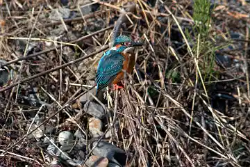 AFボーグ BORG101EDで撮影した野鳥・カワセミの写真画像