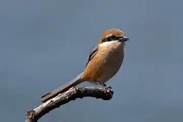 AFボーグ BORG101EDで撮影した野鳥・モズの写真画像