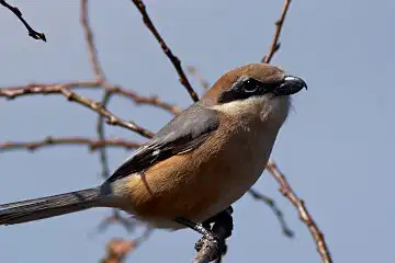 AFボーグ BORG101EDで撮影した野鳥・モズの写真画像