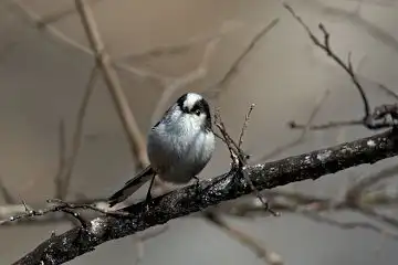 AFボーグ BORG101EDで撮影した野鳥・エナガの写真画像