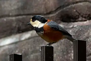 AFボーグ BORG101EDで撮影した野鳥・ヤマガラの写真画像