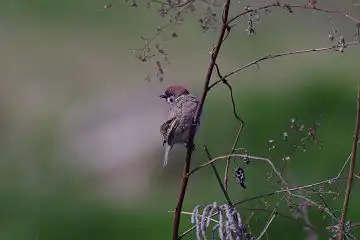 AFボーグ BORG101EDで撮影した野鳥・スズメの写真画像