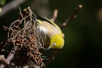 AFボーグ BORG71FLで撮影した野鳥・メジロの写真画像