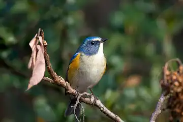 AFボーグ BORG71FLで撮影した野鳥・ルリビタキの写真画像