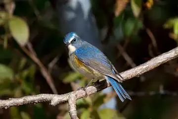 AFボーグ BORG71FLで撮影した野鳥・ルリビタキの写真画像