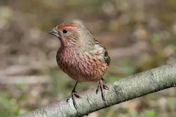 AFボーグ BORG71FLで撮影した野鳥・オオマシコの写真画像