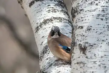 AFボーグ BORG71FLで撮影した野鳥・カケスの写真画像