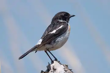 AFボーグ BORG71FLで撮影した野鳥・ノビタキの写真画像