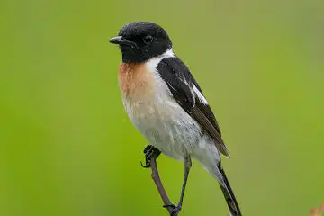 AFボーグ BORG71FLで撮影した野鳥・ノビタキの写真画像