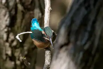 AFボーグ BORG71FLで撮影した野鳥・カワセミの写真画像