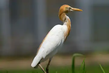 AFボーグ BORG71FLで撮影した野鳥・アマサギの写真画像